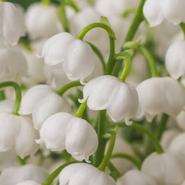 NYX Professional Makeup Juicy Boo Hair & Body Fragrance Mist scent middle notes are of white lilies of the valley flowers symbolizing middle notes of petit grain, lily of the valley, and fresh juniper.